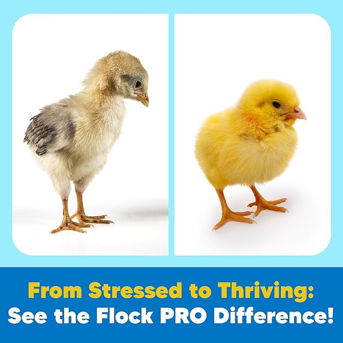 Equerry's Flock PRO Chick Boost Probiotic - Probiotics, Vitamins, Minerals and Electrolytes for Chickens | Chicken Vitamins and Supplements for All Poultry - 5lb