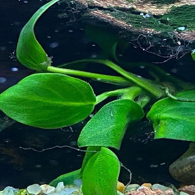 4X Anubias Nana Petite Potted Aquarium Live Plant for Fish Tank Decoration