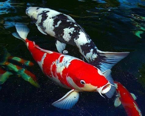 Aquatic Foods Inc. Freeze Dried Floating Brine Shrimp Cubes and Tubifex Cubes for All Tropical Fish, Marine Fish, Discus, Cichlids, Koi & Pond Fish, Turtles…1.5oz Small Jar