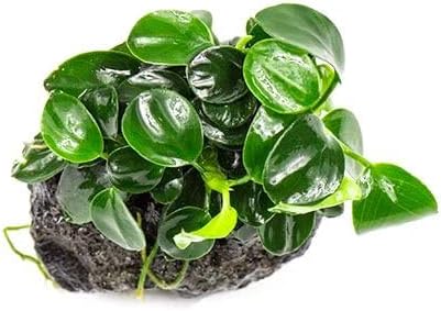 Live Aquarium Plants on Driftwood, Lava Rock, Moss Mat - Freshwater Fish Tank Plants (Anubias Nana Petite on Lava Stone)