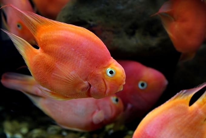 Aquatic Foods Inc. 12-Type Ultra Mix of 1mm, 2mm, 3mm Floating & Sinking California Blackworm and Intense Coloring Pellets for All Tropical Fish & Pond Fish...1/2-lb Bag