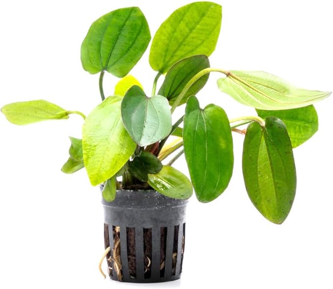 Live Plants - Echinodorus ‘Horizontalis Variegated’ - Moderate to High Light, Green Variegated Accent, Midground to Background, Freshwater Aquatic Plant - Pot