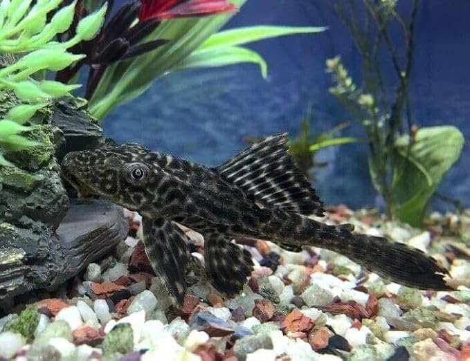 Aquatic Foods Inc. 4-Type Ultra Mix of 1/2" - 12mm Sinking Wafers, Spirulina-Algae, Worm, Shrimp, Intense Color Enhancing Wafers for Plecos, Shrimp, Snails, All Tropical Fish - 1/2-lb