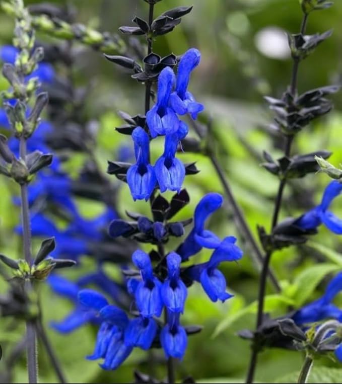 Black and Blue Salvia Guaranitica – Live Perennial Plant 3" Pot – Hummingbirds