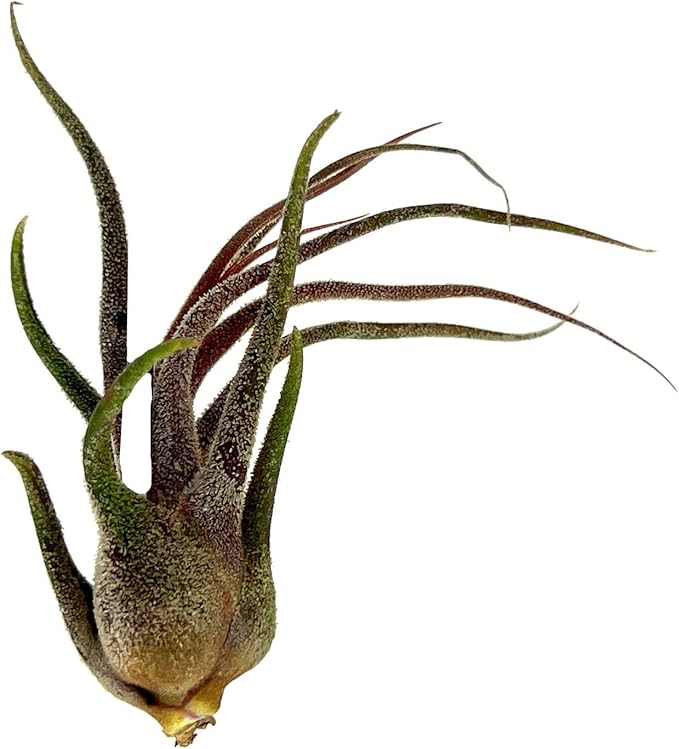 Air Plants - Tillandsia Pruinosa, Large 3-5" - 1ct - Live Arrival Guaranteed - House Plants for Home Decor & Gift
