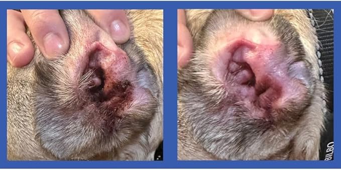 Squishface Dog Ear Relief Individual Finger Sheath Wipes – Non-Allergenic Ingredients & Irritation-Reducing Formula Cleans & Deodorizes, Helps Prevent Ear Itch & Odor – for All Breeds! (50 Count)