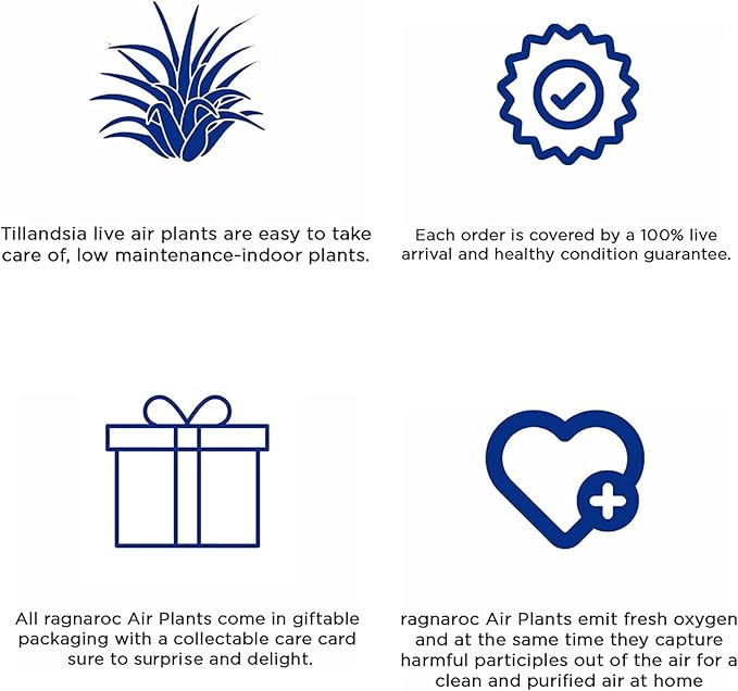 Air Plants - Tillandsia Fasciculata Tricolor, Large 4-6" - 2ct - Live Arrival Guaranteed - House Plants for Home Decor & Gift