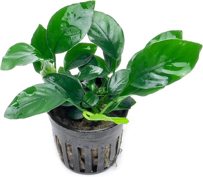 Anubias Live Aquarium Plants - Potted Freshwater Plant for Fish Tanks, Terrariums - Beginner Friendly Low Light (Barteri, 3 Pots)