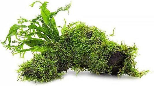 Live Aquarium Plants on Driftwood, Lava Rock, Moss, Fiber Mat - Freshwater Fish Tanks - Easy, Beginner Friendly (Java Fern Windelov with Moss, Driftwood (Medium))
