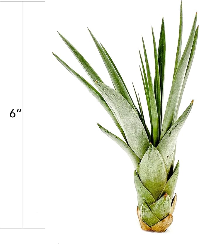 Air Plants - Tillandsia Fasciculata Tricolor, Large 4-6" - 1ct - Live Arrival Guaranteed - House Plants for Home Decor & Gift