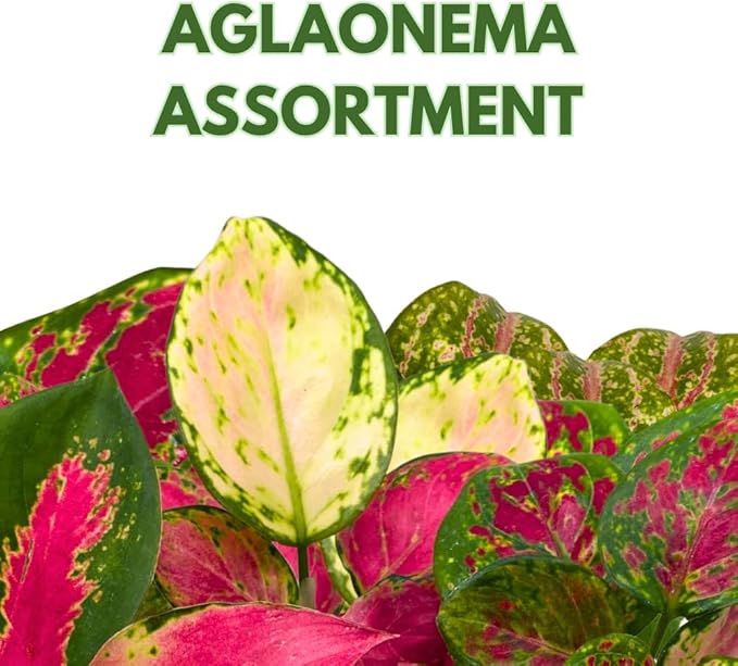 BubbleBlooms Aglaonema Assortment 2 inch Set of 4