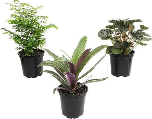 Essential Houseplant Collection (3PK) Live Plants Indoor Plants Live Houseplants in Plant Pots, Easy House Plants Indoors Live, Snake Plant, Pothos in Potting Soil, Clean Air Plants by Plants for Pets