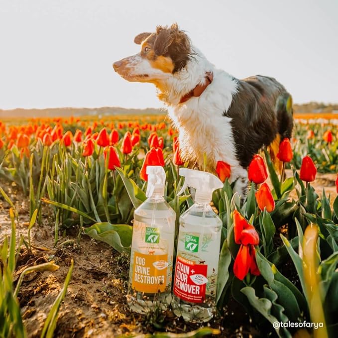 Only Natural Pet Advanced Dog Stain + Odor Remover with Oxy, All-Natural Professional Strength Enzymatic Cleaner - Pet Stain and Urine Odor Remover- 32 Fl Oz