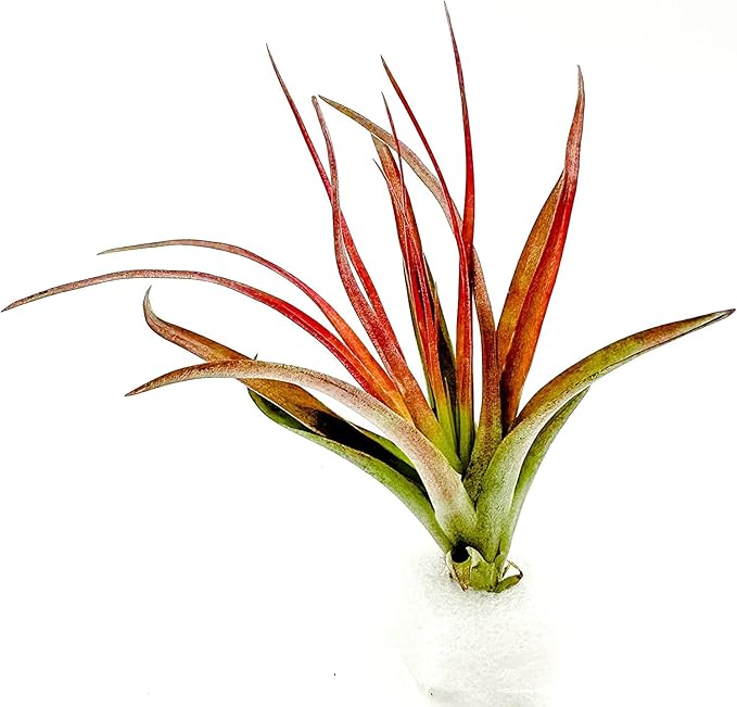 Air Plants - Tillandsia Brachycaulos Abdita, Large 4-6" - 3 ct - Live Arrival Guaranteed - House Plants for Home Decor & Gift