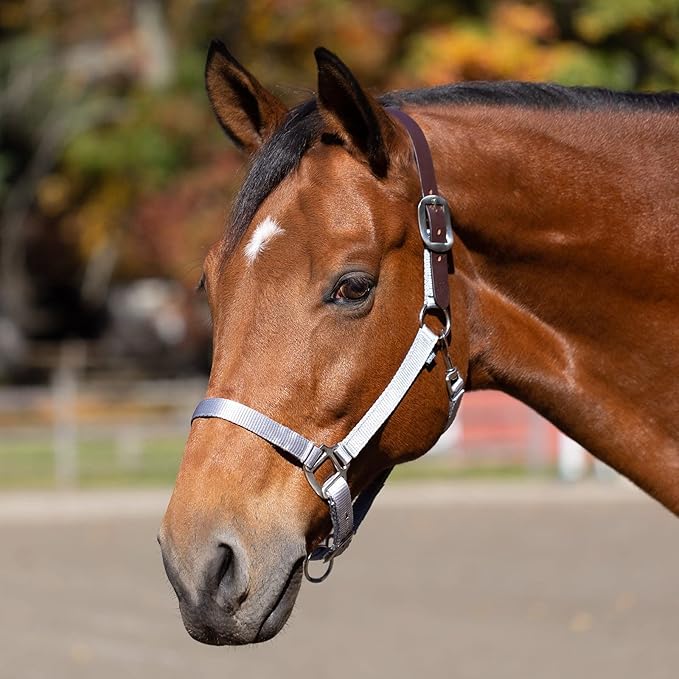 Equinavia Loki Adjustable Breakaway Horse Halter - Silver Sconce Gray - Cob