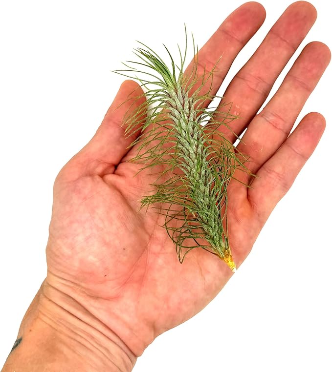 Air Plants - Colombian Tillandsia Funckiana, Large 5" - 5ct - Live Arrival Guaranteed - House Plants for Home Decor & Gift