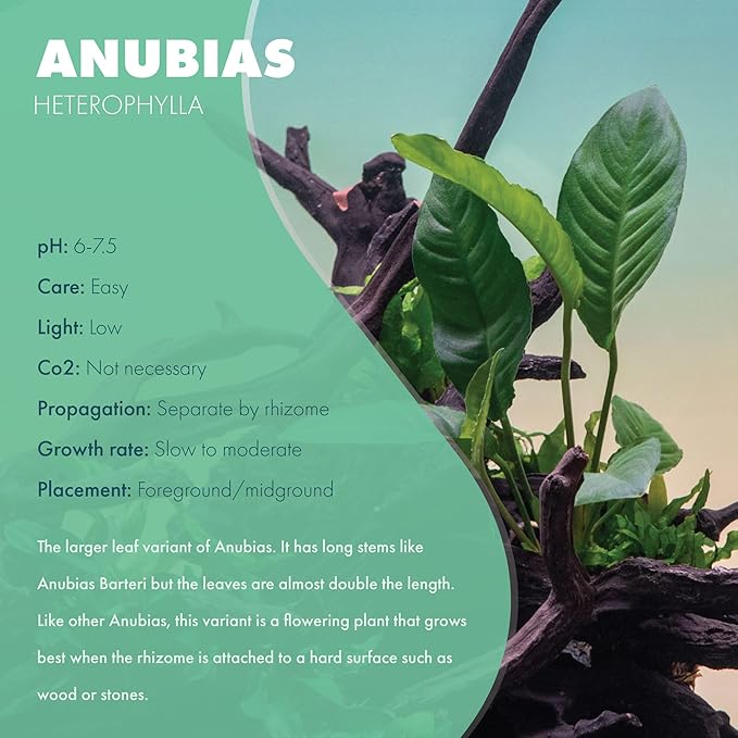 Anubias Live Aquarium Plants - Potted Freshwater Plant for Fish Tanks, Terrariums - Beginner Friendly Low Light (Heterophylla, 1 Pot)