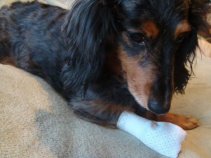 Medimitt Paw Bandages for Dogs, Cats and Pets – Stretchy Medical Booties, First Aid for Paws – Non Slip, Non Adhesive, Breathable, Disposable, Washable, Adjustable Strap, Value Pack (X-Large 20-Pack)