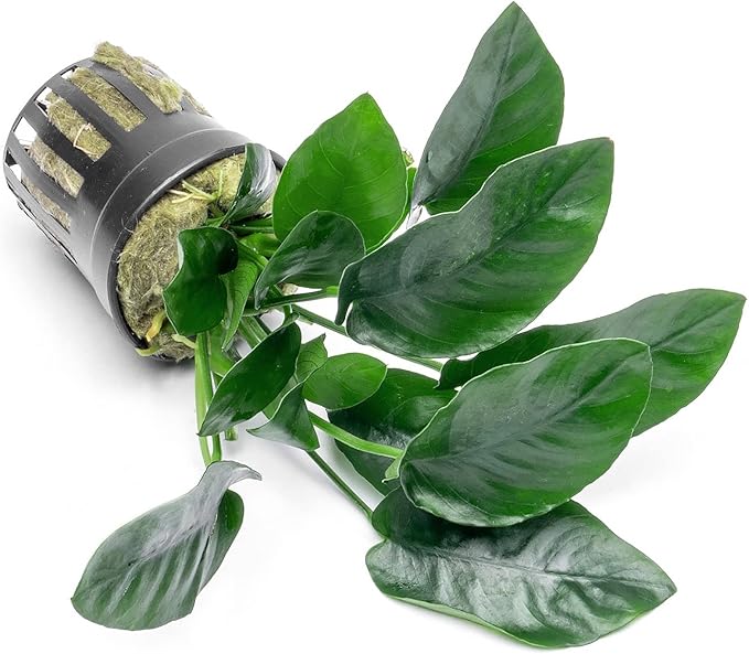 Anubias Live Aquarium Plants - Potted Freshwater Plant for Fish Tanks, Terrariums - Beginner Friendly Low Light (Nana, 5 Pots)