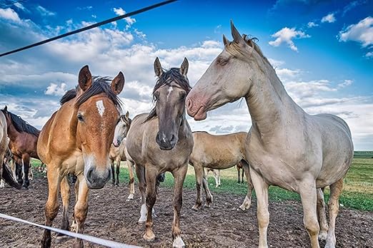 Metered Mosquito and Fly Spray 6.4 oz cans 342033CVA (Case of 12) Dispenser NOT Included