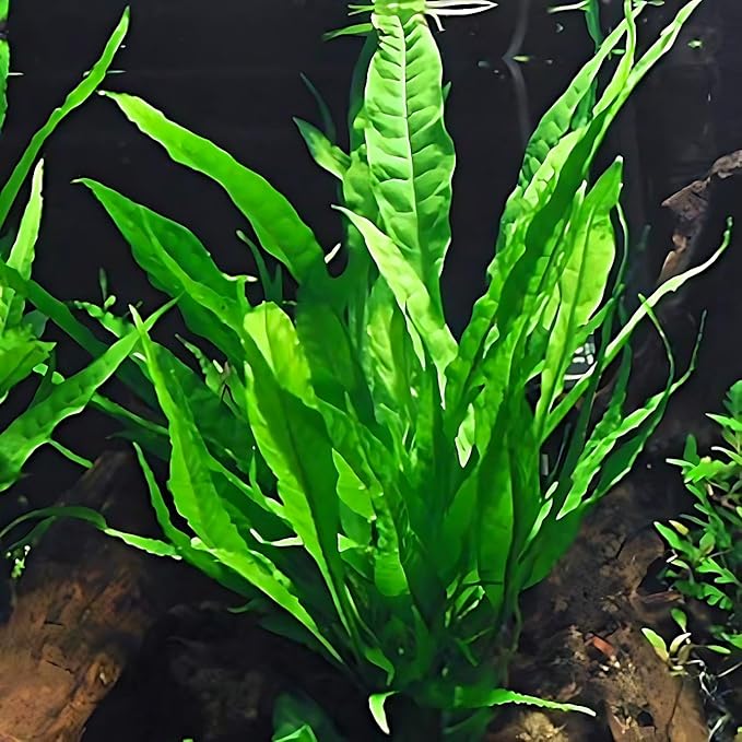 6 Species Aquarium Plants Package - Java Fern (Microsorum), Anubias (Anubias Barteri), Hornwort (Ceratophyllum demersum), Swords (Echinodorus), Moneywort (Bacopa), Cryptocoryne Green (Cryptocoryne)
