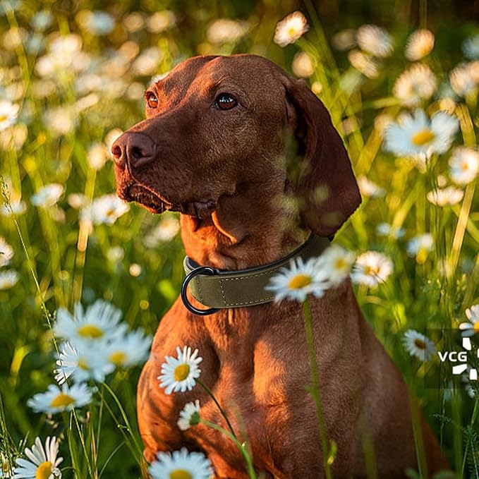 Didog Soft Padded PU Leather Dog Collar, Breathable and Adjustable Dog Collars for Medium Dogs, Comfortable for Daily Walk, Dark Green, L Fit Neck 13-17"(22-44 lbs)