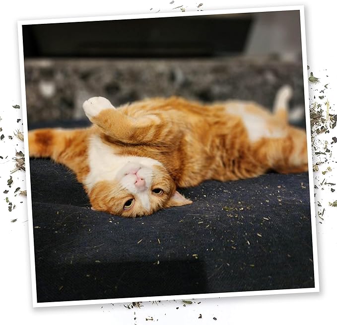 Meowijuana Sleepy Time Bundle | Get Hung Refillable Moon and Stars Toy and Mice Dreams Catnip Blend | Promotes Play and Cat Health | Includes North American Organic Catnip