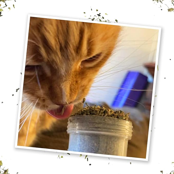 Meowijuana Get Baked Bundle | Get Baked Cookie Refillable Toy, King Size Catnip Joints, and Kalico | Hand Harvested and Rolled Dried High Potency Catnip | Grown in North America