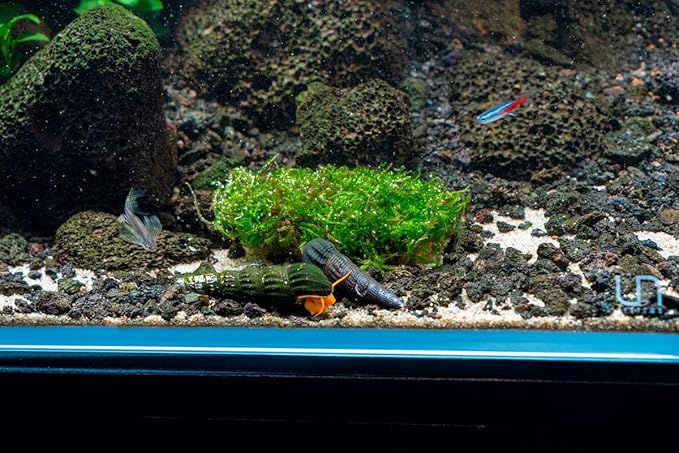 Live Aquarium Plants on Driftwood, Lava Rock, Moss, Fiber Mat - Freshwater Fish Tanks - Easy, Beginner Friendly (Christmas Moss on Clay)