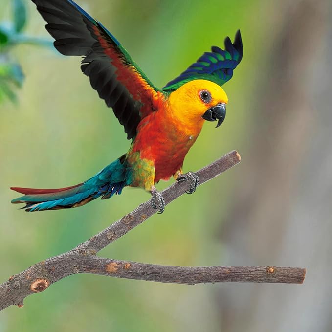 Bird Perch Stand, Pole Standing Natural Wood Bird Perch Set 7PCS Paw Grinding Fork Parrot Cage Branch with Rope Cage Accessories Toys for Parakeets, Cockatiels, Conure, Budgies