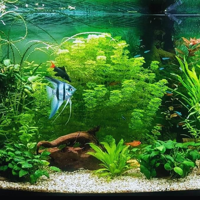 21 Stems Cabomba Live Plants Aquarium, Green Cabomba Live Aquarium Plants, Cabomba Plants Live, 4 to 6 Inches Tall