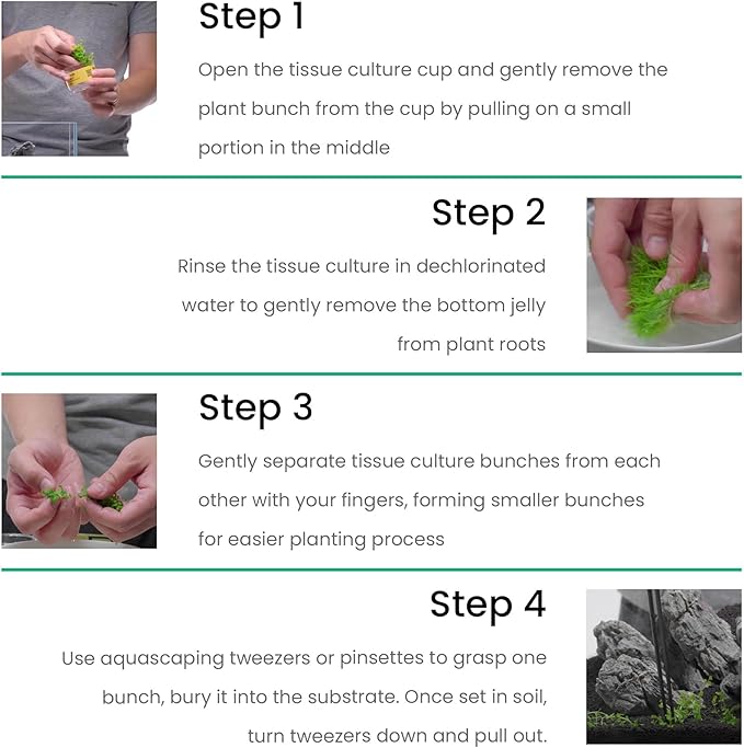 Cryptocoryne parva in Vitro Tissue Culture Small Cup