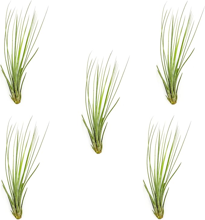 Air Plants - Tillandsia Juncea, Jumbo 8-12" - 5ct - Live Arrival Guaranteed - House Plants for Home Decor & Gift