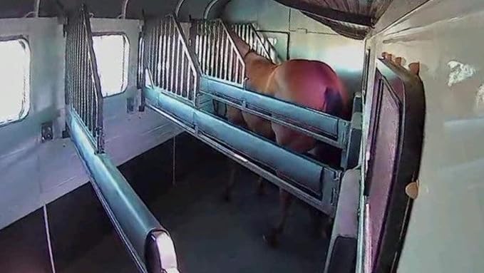 Equine Eye Voyager - Wireless Horse Trailer Camera – Live Video to Your Mobile with Night Vision, Audio - 8 Hours Battery Life - No Cell Signal Needed - Compatible with iPhone & Android Devices