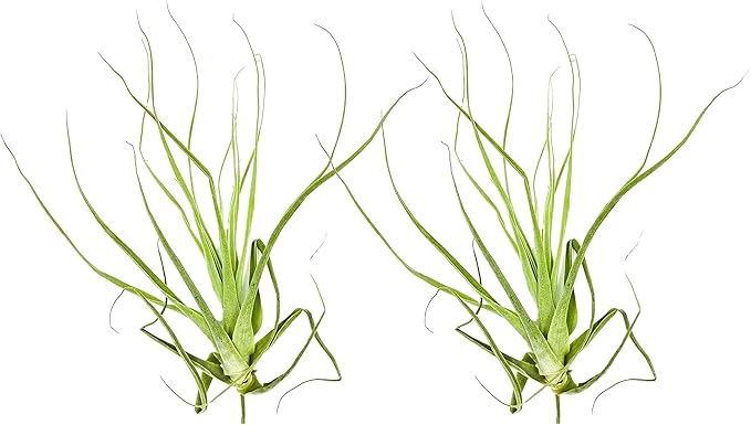 Air Plants - Tillandsia Straminea Jumbo 6-9" - 2ct - Live Arrival Guaranteed - House Plants for Home Decor & Gift