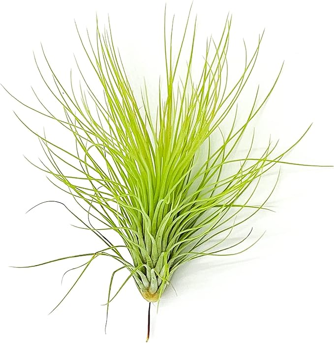 Air Plants - Tillandsia Andreana, Large 4-6" - 3ct - Live Arrival Gauranteed - House Plants for Home Decor & Gift
