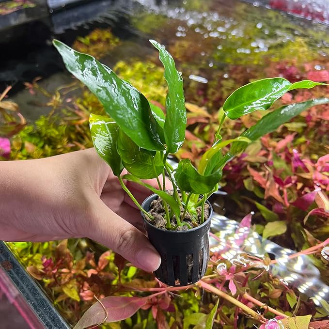 Anubias Live Aquarium Plants - Potted Freshwater Plant for Fish Tanks, Terrariums - Beginner Friendly Low Light (Short and Sharp, 1 Pot)