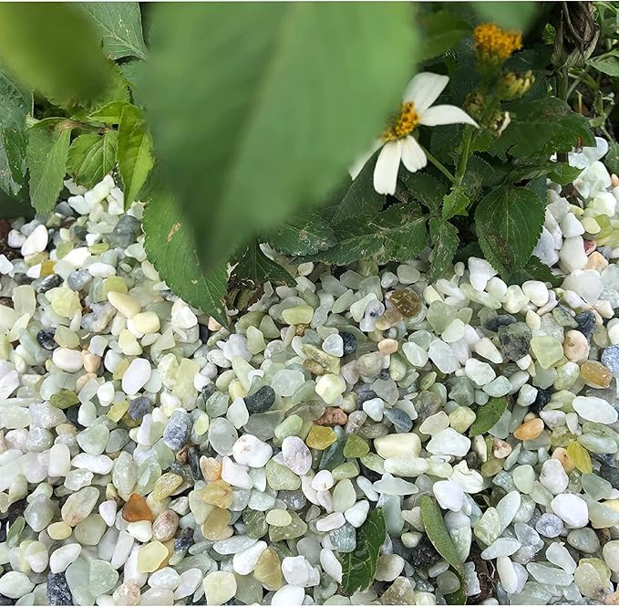 7lb Jade Bean Pebbles,1/4 Inch Cactus Bonsai DIY Rocks, Natural Succulent Rock and River Rocks Decorative for Aquariums, Vases, Terrarium, Outdoor Gardening, Top Dressing for Potted Plants