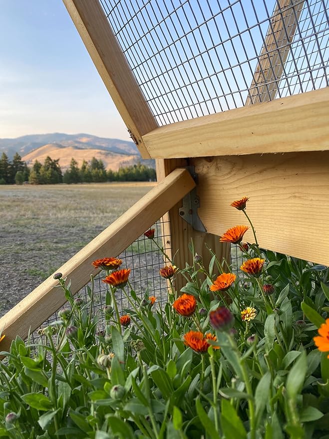 Aromatics International Calendula Hydrosol 100ml | Gentle Aromatic Mist for Daily Use