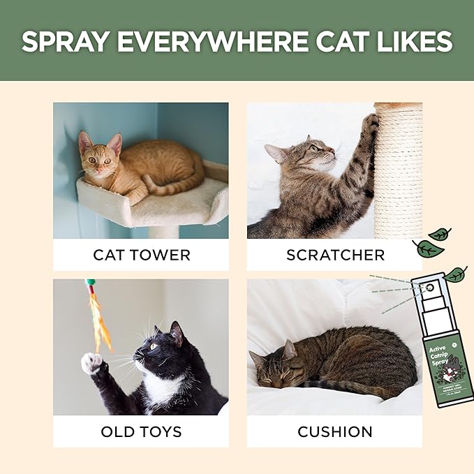 JAYU PET Active Catnip Spray - High Potency Transparent Liquid Spray made of Fresh Organic Catnip for Indoor Cats and Kittens, Relieves Stress, Calming, Revives Toys (1fl oz) (Catnip Spray, 1fl oz)