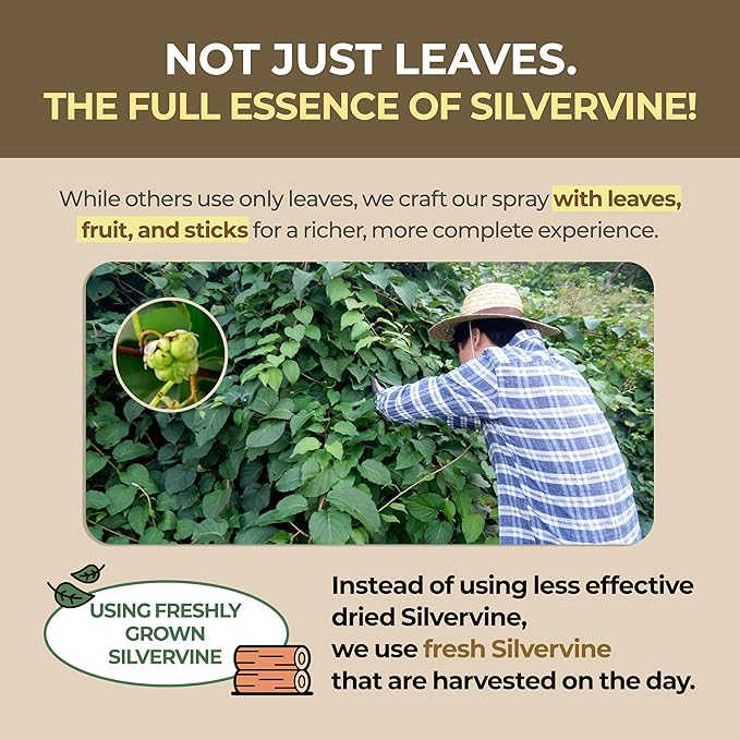 JAYU PET Active MATA Spray – 100% Natural Silvervine Spray for Cats, Liquid Catnip Alternative, Calming Spray for Indoor Kittens, Boosts Play & Engagement, Reduces Stress (1 fl oz)