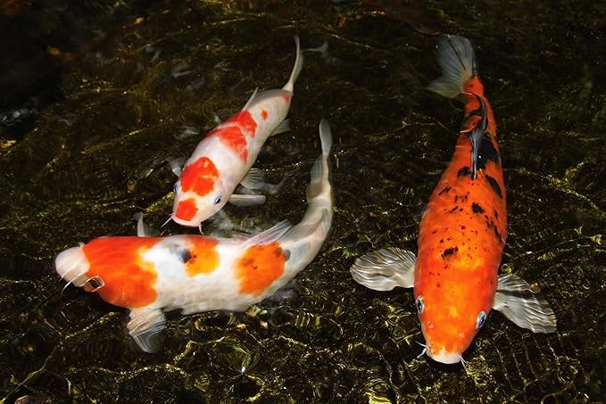 Aquatic Foods Inc. 12-Type Ultra Mix of 1mm, 2mm, 3mm Floating & Sinking California Blackworm and Intense Coloring Pellets for All Tropical Fish & Pond Fish...1/4-lb Bag