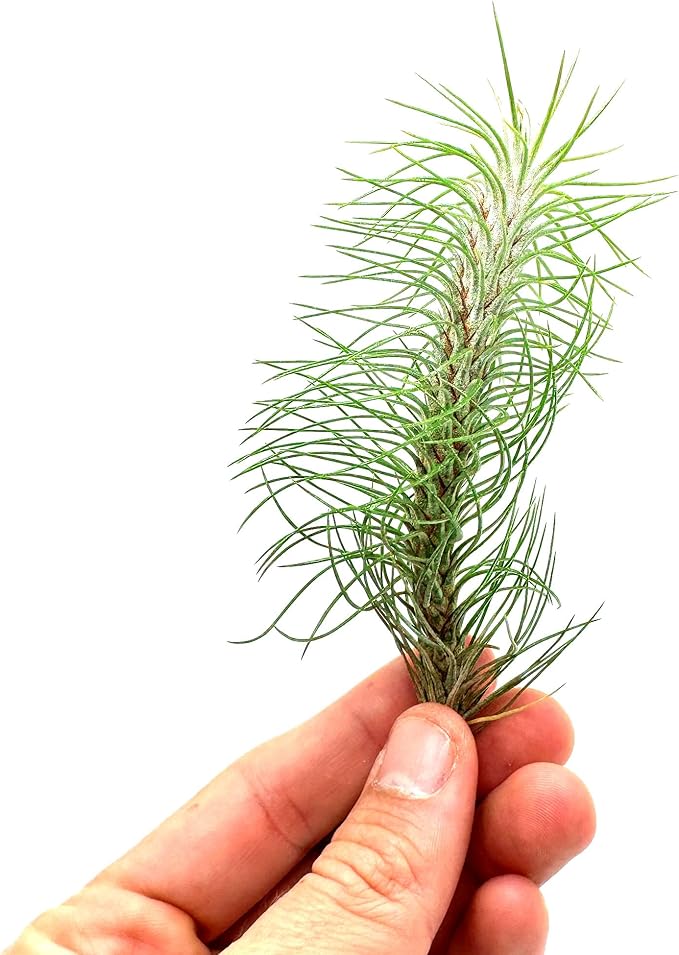 Air Plants - Colombian Tillandsia Funckiana, Large 5" - 5ct - Live Arrival Guaranteed - House Plants for Home Decor & Gift