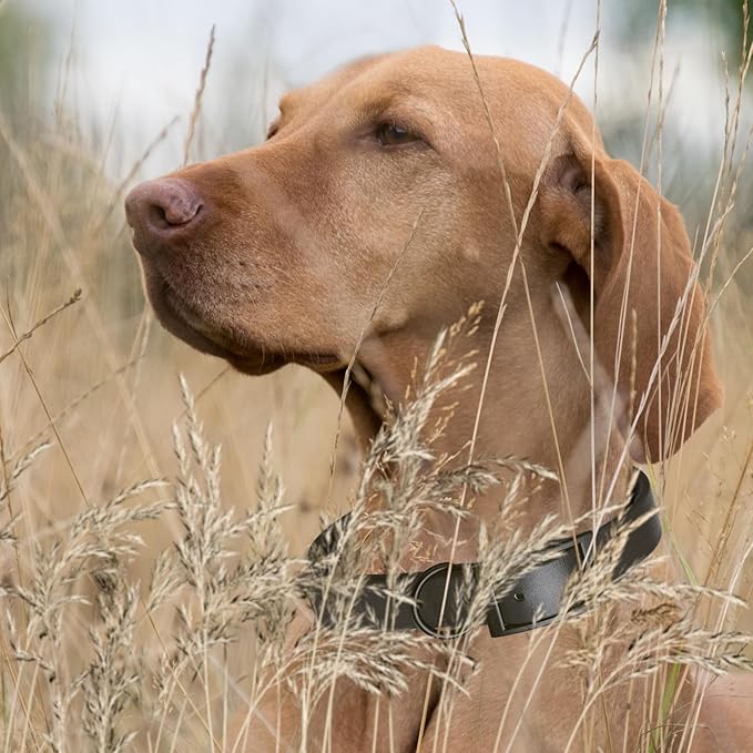 Dogline Biothane Waterproof Dog Collar Strong Coated Nylon Webbing with Black Hardware Odor- Proof for Easy Care Easy to Clean High Performance Fits Small Medium or Large Dogs, Black