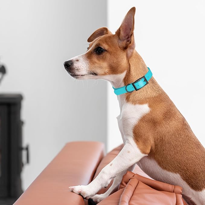 Dogline Biothane Waterproof Dog Collar Strong Coated Nylon Webbing with Black Hardware Odor- Proof for Easy Care Easy to Clean High Performance Fits Small Medium or Large Dogs, Sky Blue
