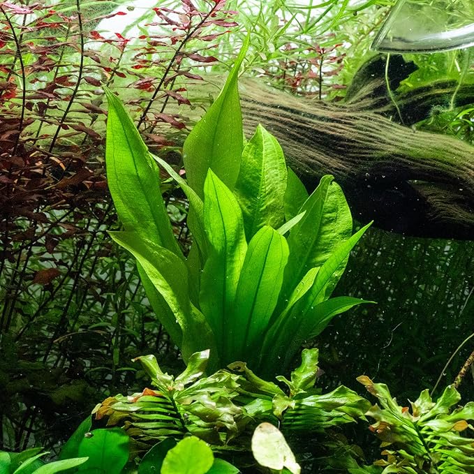 Live Plant - Amazon Sword (Echinodorus Bleheri) - Beginner Friendly, Easy Care, Medium Light, Midground to Background Placement - Freshwater Aquarium Decoration - 1 Bunch (4-5 Plants)