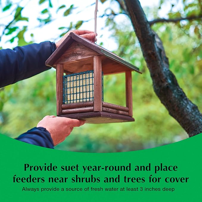 C&S Sunflower Suet Nuggets, Suet Nuggets for Wild Birds, 8 Lbs