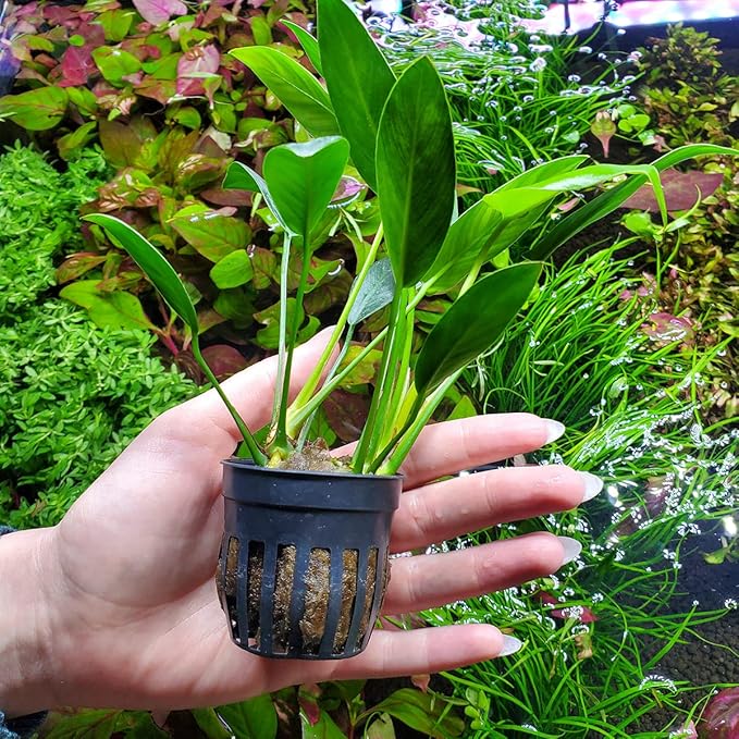 Anubias Live Aquarium Plants - Potted Freshwater Plant for Fish Tanks, Terrariums - Beginner Friendly Low Light (Congensis, 1 Pot)