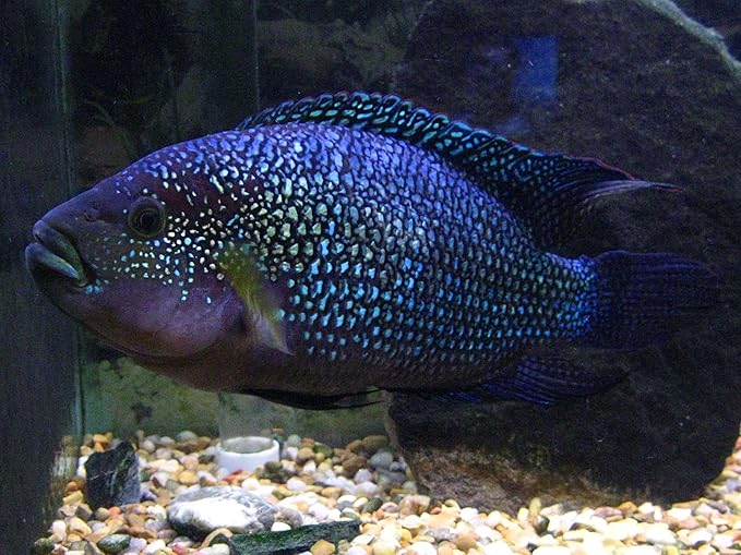 Aquatic Foods Inc. Freeze Dried Floating Brine Shrimp Cubes and Tubifex Cubes for All Tropical Fish, Marine Fish, Discus, Cichlids, Koi & Pond Fish, Turtles…1.5oz Small Jar