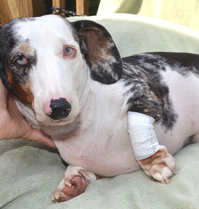 Basic Leg Bandages for Dogs, Cats, Pets -First- aid Non Adhesive Fur Friendly, Soft Stretch Wound Care, hot Spots, Fungus, Adjustable Fastening Strap Value Pack (2XS/XS 12-Pack)